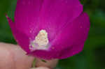 Woodland poppymallow